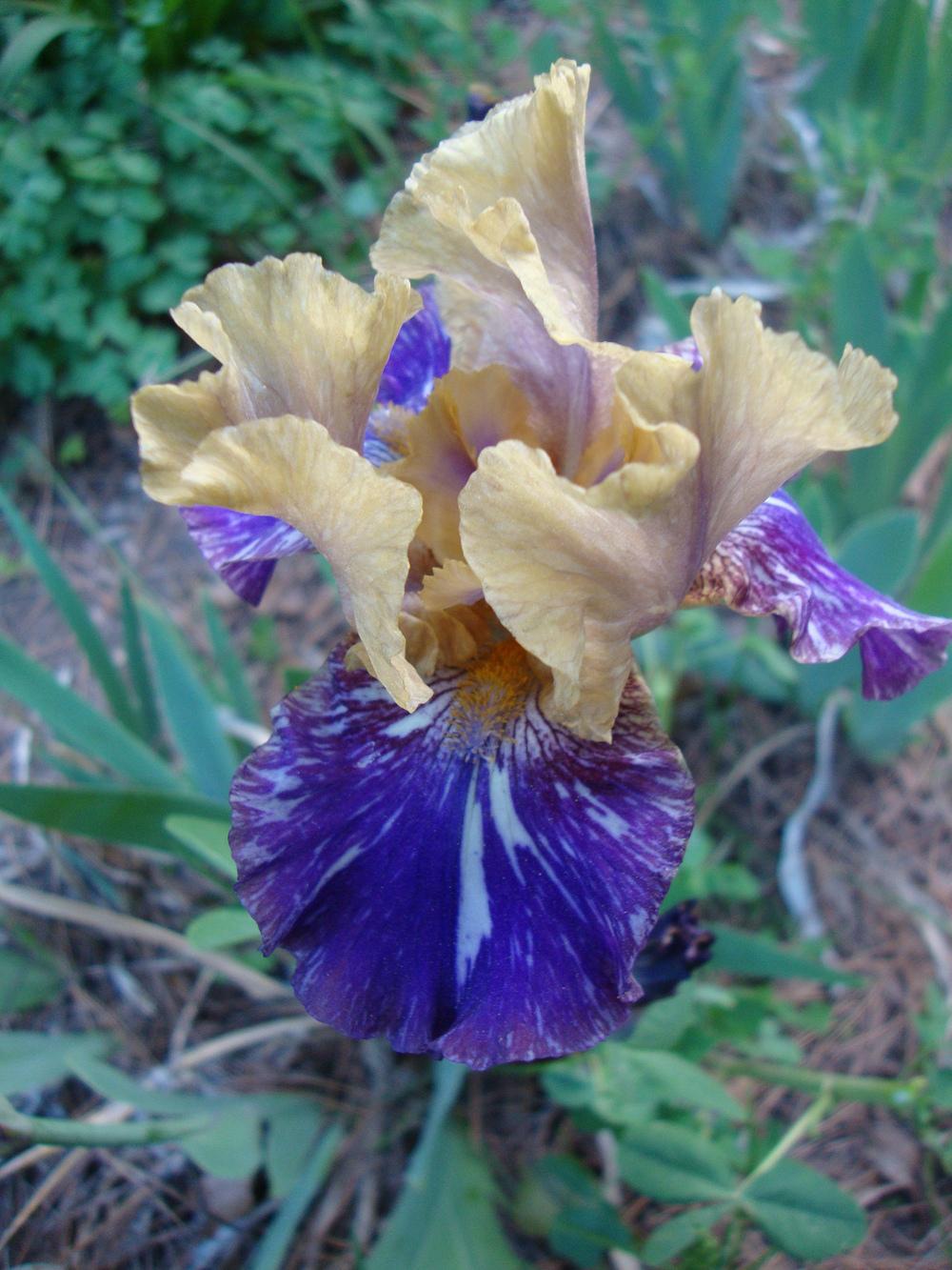 Photo of Intermediate Bearded Iris (Iris 'Doe Z Doe') uploaded by Paul2032