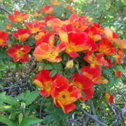 Location: Pleasant Grove, Utah
Date: 2012-05-04
In my garden