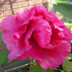 Location: Pleasant Grove, Utah
Date: 2012-05-04
In a friend's garden