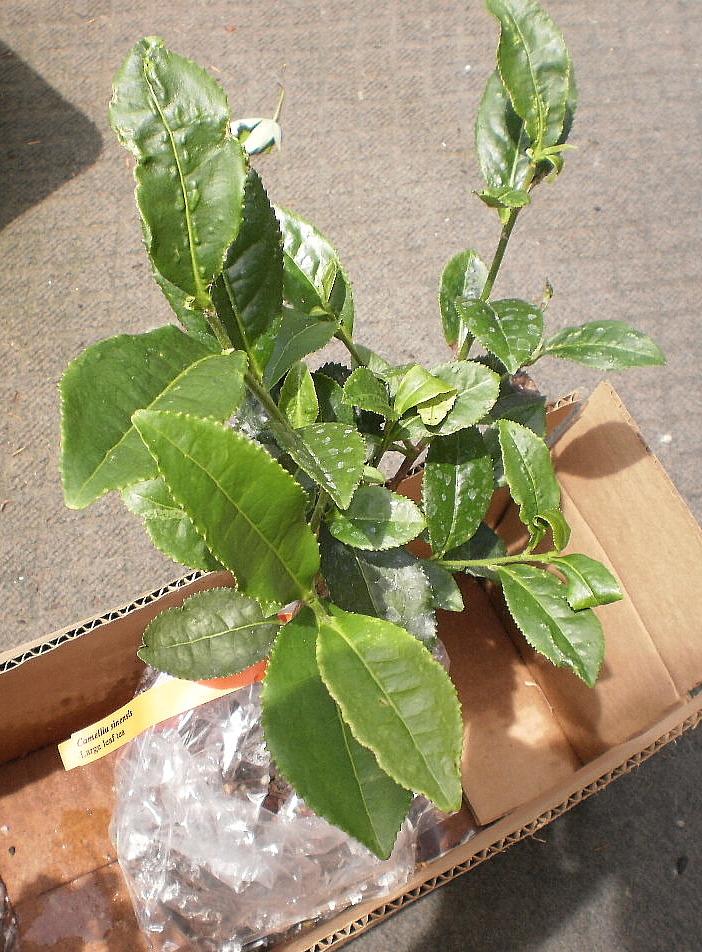 Photo of Tea Plant (Camellia sinensis) uploaded by SongofJoy