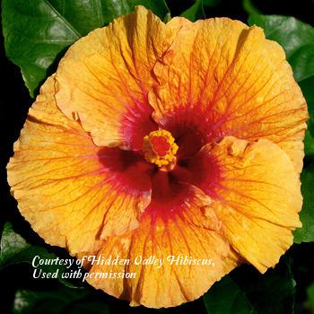 Photo of Tropical Hibiscus (Hibiscus rosa-sinensis 'Quick-Change Artist') uploaded by SongofJoy