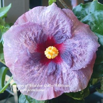 Photo of Tropical Hibiscus (Hibiscus rosa-sinensis 'Snowy Sky') uploaded by SongofJoy