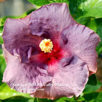 Photo of Tropical Hibiscus (Hibiscus rosa-sinensis 'Snowy Sky') uploaded by SongofJoy