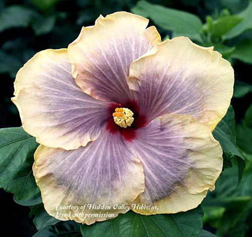 Photo of Tropical Hibiscus (Hibiscus rosa-sinensis 'Solar Eclipse') uploaded by SongofJoy