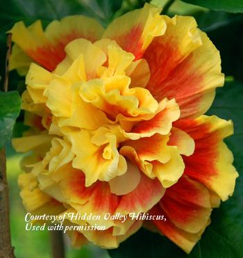 Photo of Tropical Hibiscus (Hibiscus rosa-sinensis 'Samba Dancer') uploaded by SongofJoy