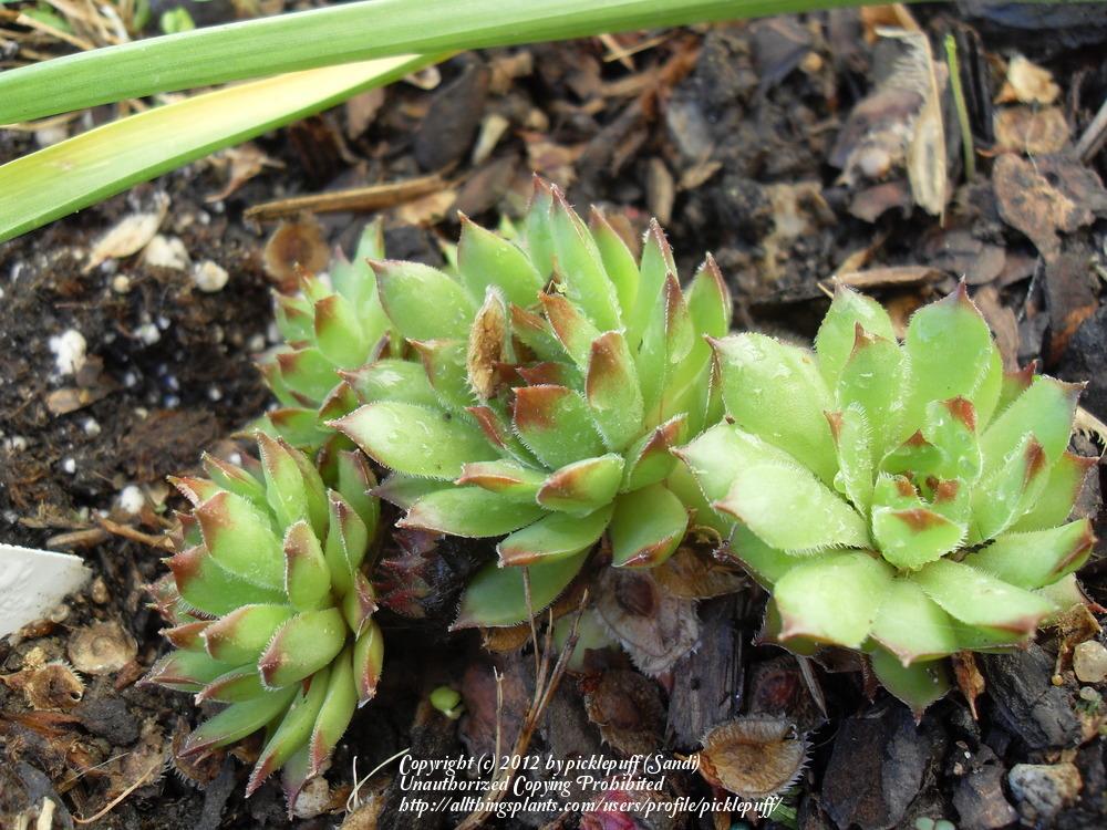 Photo of Hen and Chicks (Sempervivum 'Kelly Jo') uploaded by picklepuff