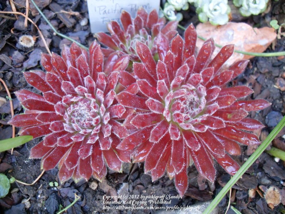 Photo of Hen and Chicks (Sempervivum 'Pacific Plum Fuzzy') uploaded by picklepuff