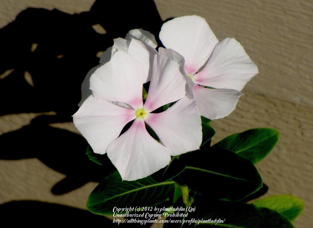 Photo of Vinca (Catharanthus roseus) uploaded by plantladylin