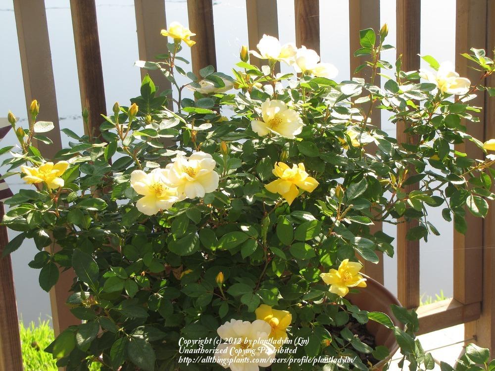 Photo of Rose (Rosa 'Sunny Knock Out') uploaded by plantladylin