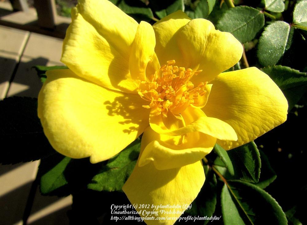 Photo of Rose (Rosa 'Sunny Knock Out') uploaded by plantladylin