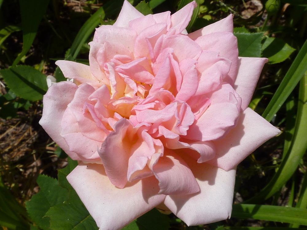 Photo of English Shrub Rose (Rosa 'Evelyn') uploaded by sandnsea2