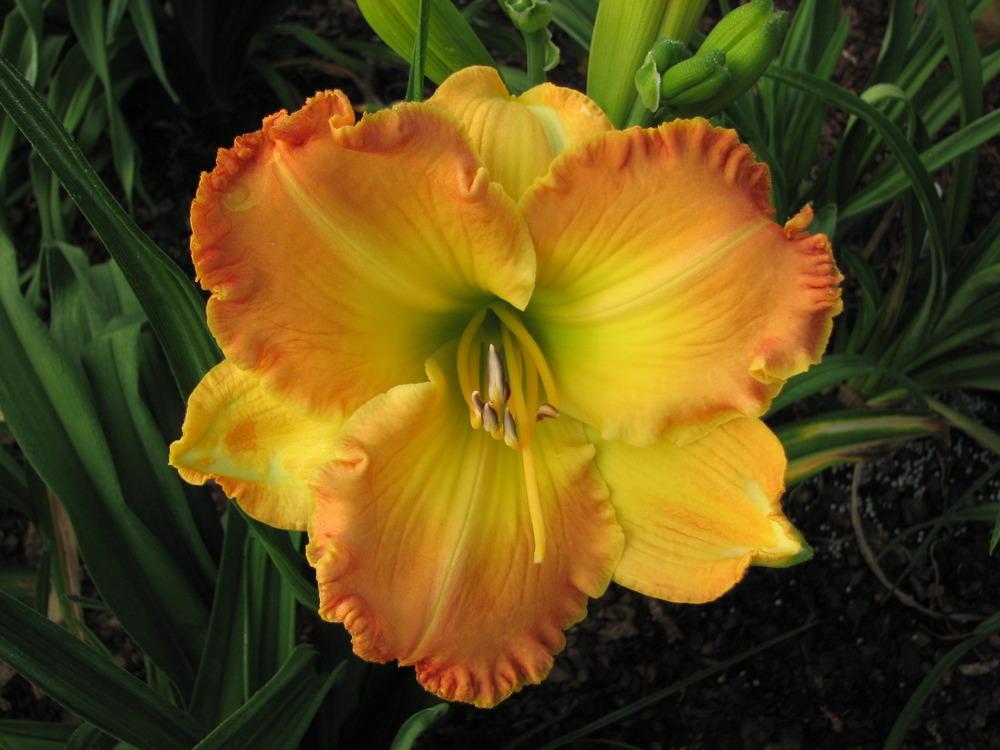 Photo of Daylily (Hemerocallis 'Different Direction') uploaded by tink3472
