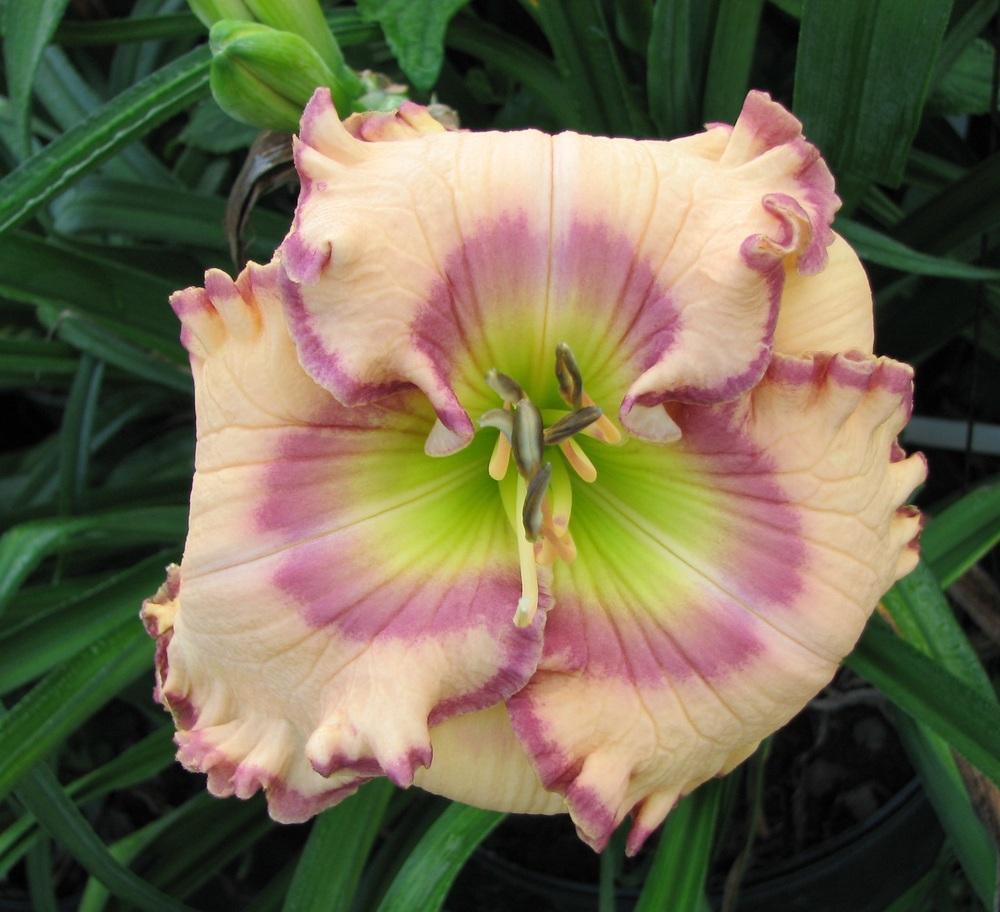 Photo of Daylily (Hemerocallis 'Force to Be Reckoned With') uploaded by tink3472