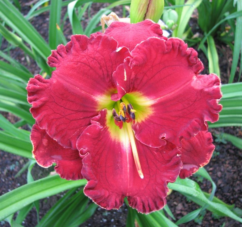 Photo of Daylily (Hemerocallis 'Mark Allen Perry') uploaded by tink3472