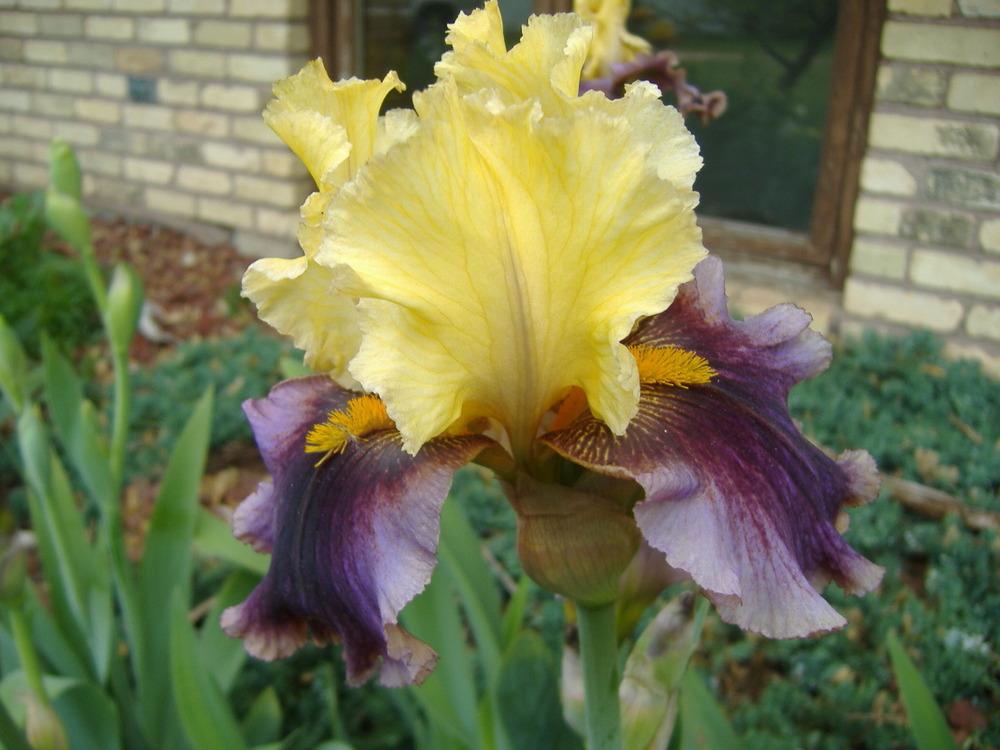 Photo of Tall Bearded Iris (Iris 'Cat Call') uploaded by tveguy3