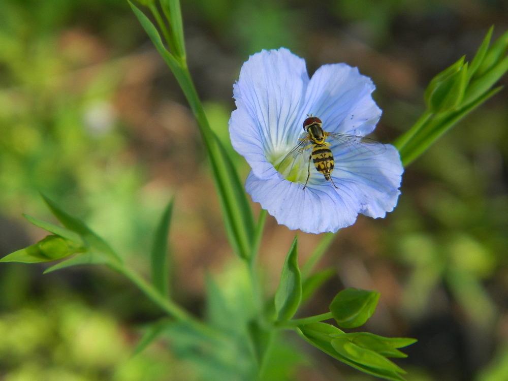 Photo of Wild Blue Flax (Linum lewisii) uploaded by wildflowers