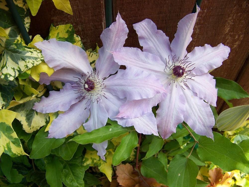 Photo of Clematis Claire de Lune™ uploaded by HollyAnnS