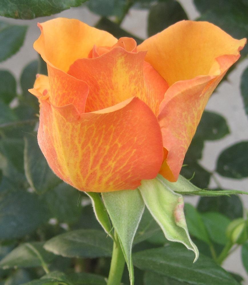 Photo of Rose (Rosa 'Sunstruck') uploaded by Skiekitty