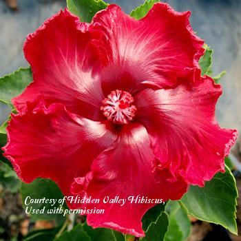 Photo of Tropical Hibiscus (Hibiscus rosa-sinensis 'Really Red!') uploaded by SongofJoy