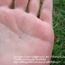 Location: zone 8 Lake City, Fl.
Date: 2012-04-19
teeny tiny seeds
