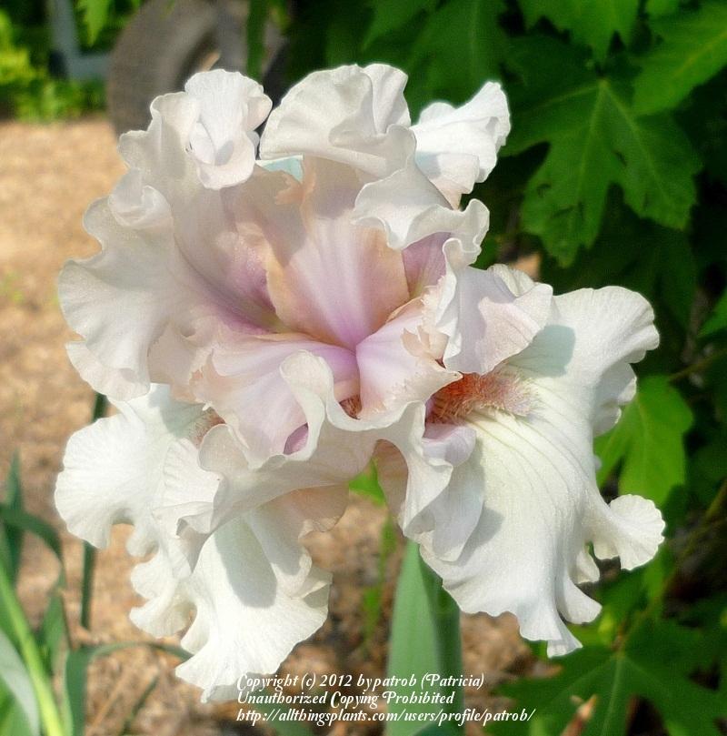 Photo of Tall Bearded Iris (Iris 'Treasured') uploaded by patrob