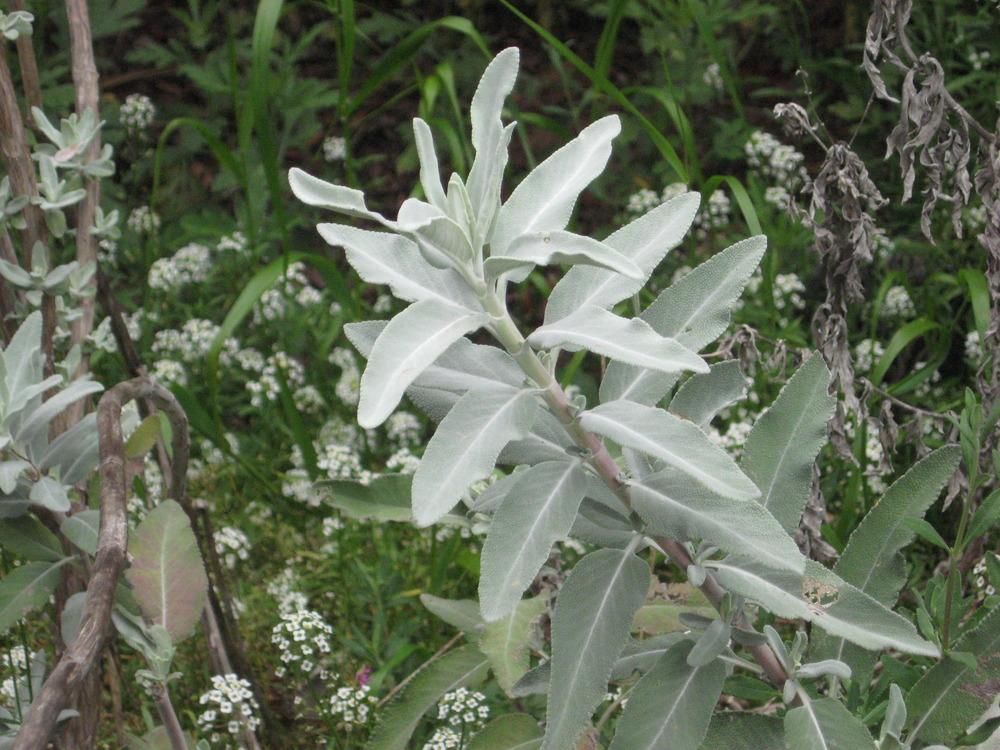 Photo of White Sage (Salvia apiana) uploaded by wcgypsy