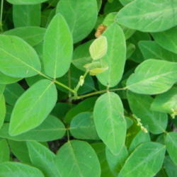 Location: Northeastern, Texas
Date: 2012-05-02
Alternate compound leaves are trifoliate