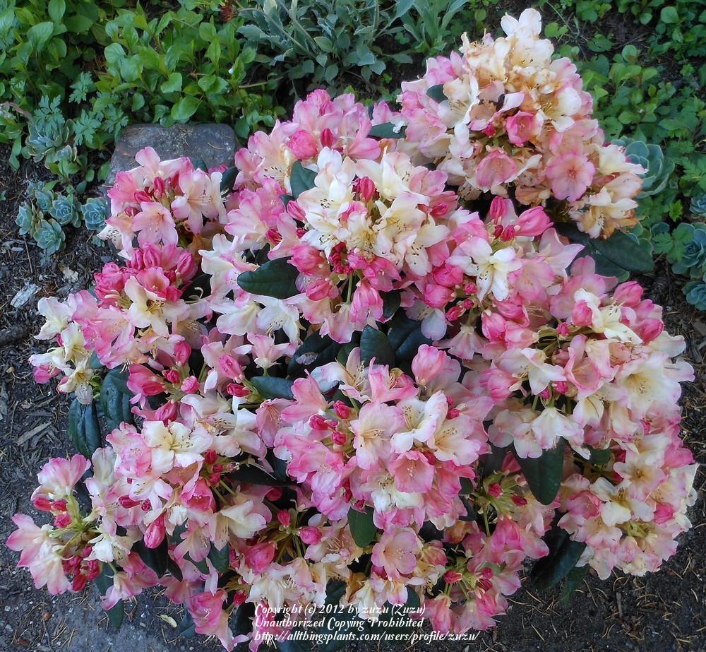 Photo of Rhododendron 'Percy Wiseman' uploaded by zuzu