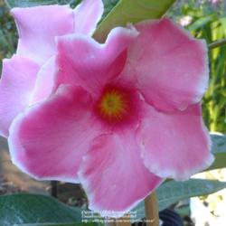 Location: In my Northern California garden
Date: 2012-05-05