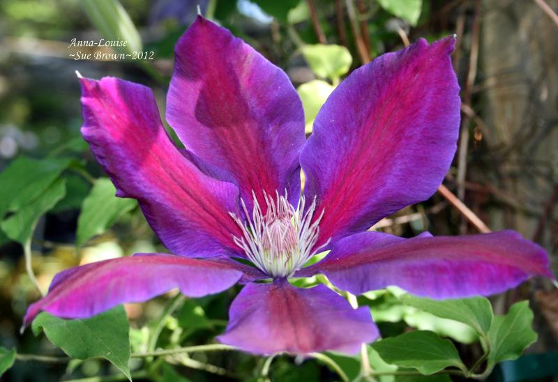 Photo of Clematis Anna-Louise™ uploaded by Calif_Sue