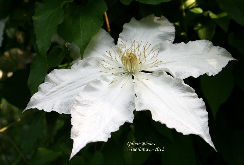 Photo of Clematis 'Gillian Blades' uploaded by Calif_Sue