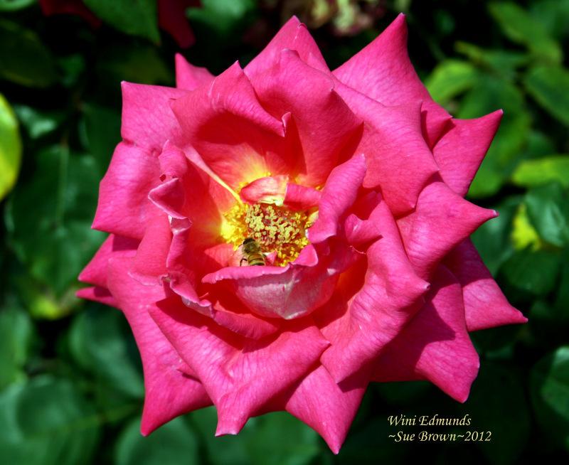Photo of Rose (Rosa 'Wini Edmunds') uploaded by Calif_Sue