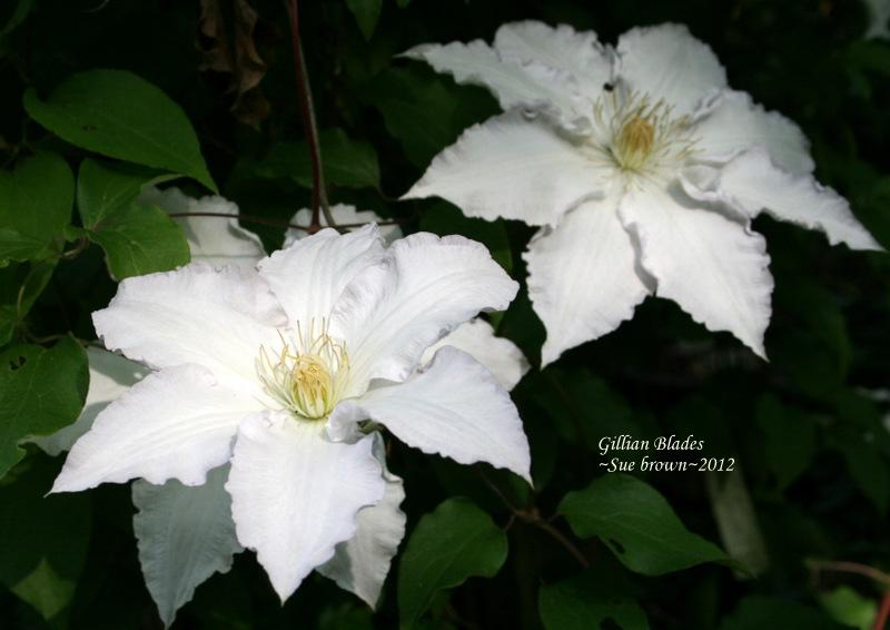 Photo of Clematis 'Gillian Blades' uploaded by Calif_Sue