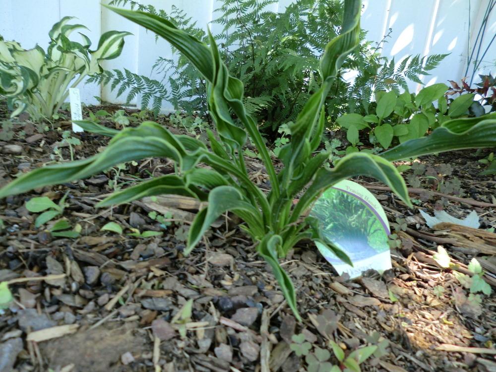 Photo of Hosta 'Praying Hands' uploaded by Ditchlily
