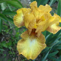 Location: Pleasant Grove, Utah
Date: 2012-05-07
In my garden