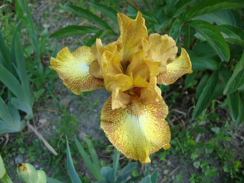 Photo of Intermediate Bearded Iris (Iris 'Butter Pecan') uploaded by Paul2032