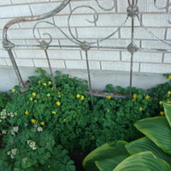 Location: In my garden.....Pleasant Grove, Utah
Date: 2012-05-06
with antique bed headboard and other shade plants