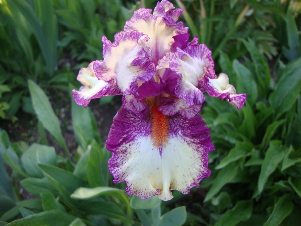 Photo of Intermediate Bearded Iris (Iris 'Intoxicating') uploaded by Paul2032