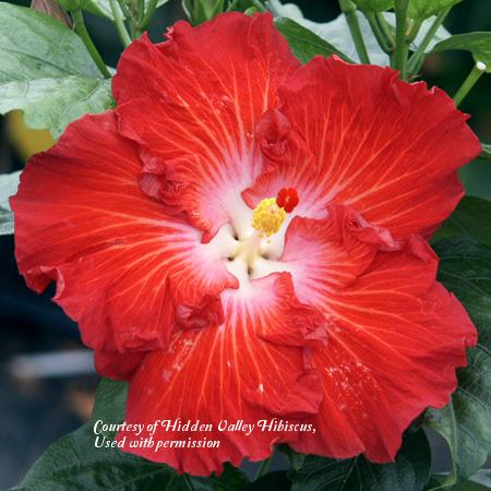 Photo of Tropical Hibiscus (Hibiscus rosa-sinensis 'The Right Stuff') uploaded by SongofJoy