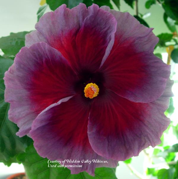 Photo of Tropical Hibiscus (Hibiscus rosa-sinensis 'Vin Extraordinaire') uploaded by SongofJoy