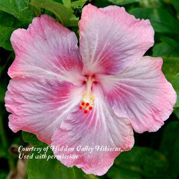 Photo of Tropical Hibiscus (Hibiscus rosa-sinensis 'Spring Showers') uploaded by SongofJoy