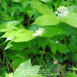 Location: Natural Area in Northeastern Indiana
Date: 2012-05-05