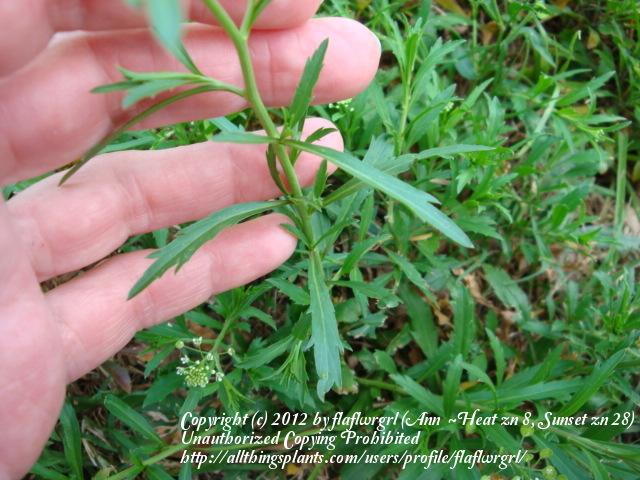 Photo of Virginia Peppergrass (Lepidium virginicum) uploaded by flaflwrgrl