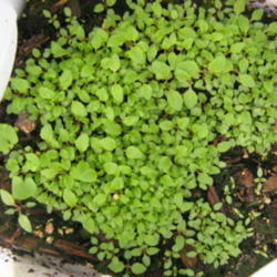 Location: Indiana  Zone 5
Date: 2012-05-07
wintersown seedlings
