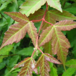 Location: Indiana  Zone 5
Date: 2012-05-07
some early spring leaf color