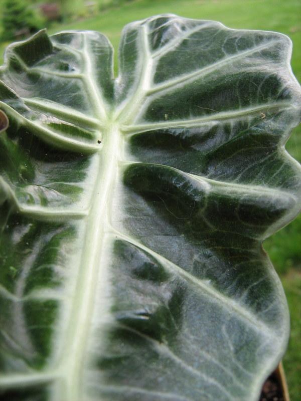 Photo of African Mask (Alocasia 'Polly') uploaded by gardengus
