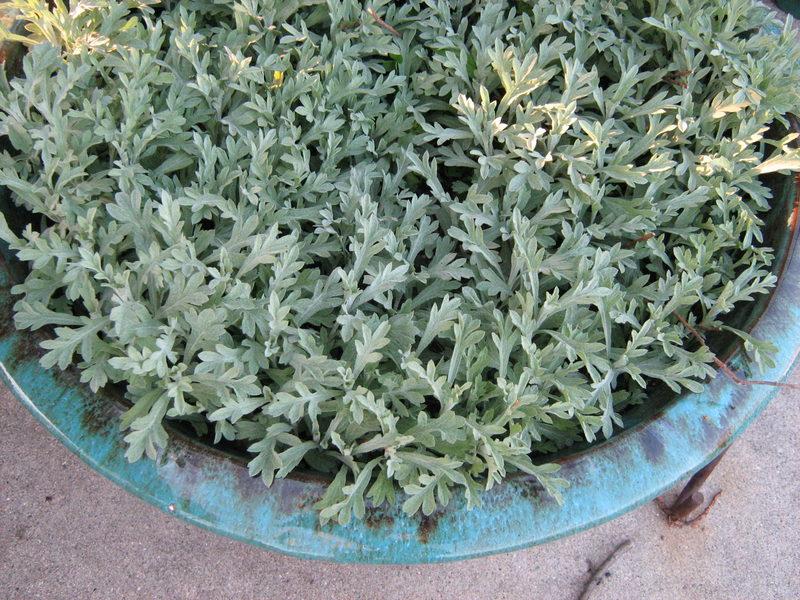 Photo of White Sage (Artemisia ludoviciana subsp. albula 'Silver King') uploaded by gardengus