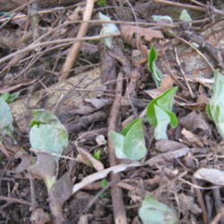 Location: Indiana  Zone 5
Date: 2012-05-07
leaves just emerging in spring