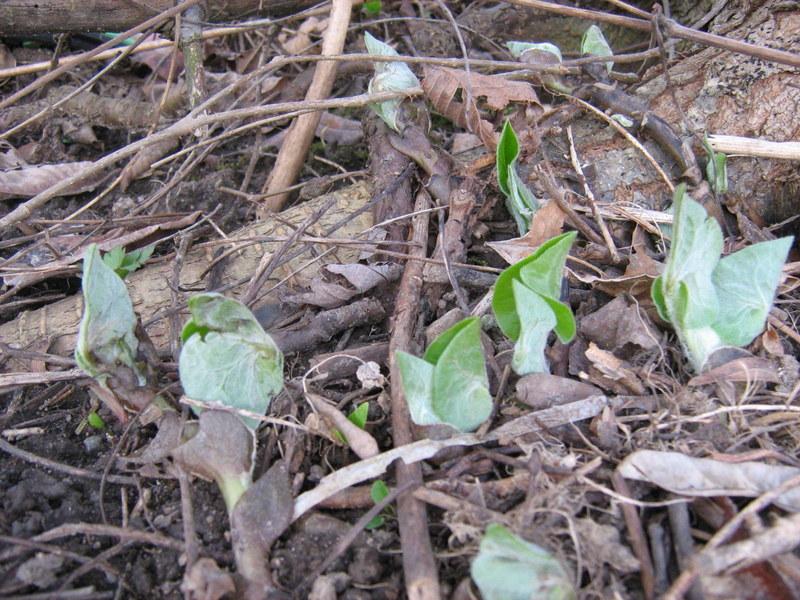 Photo of Wild Ginger (Asarum canadense) uploaded by gardengus