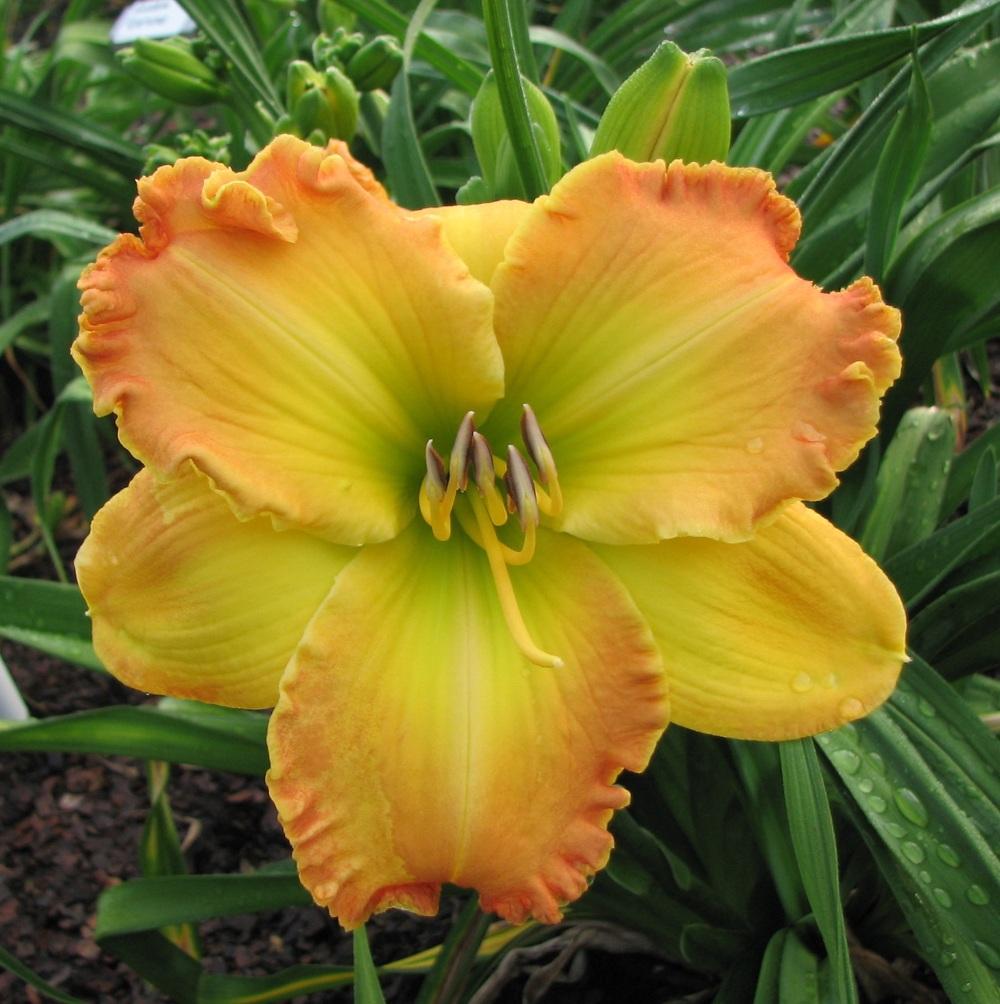 Photo of Daylily (Hemerocallis 'Different Direction') uploaded by tink3472